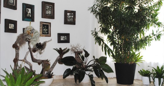 Indoor-plants-house