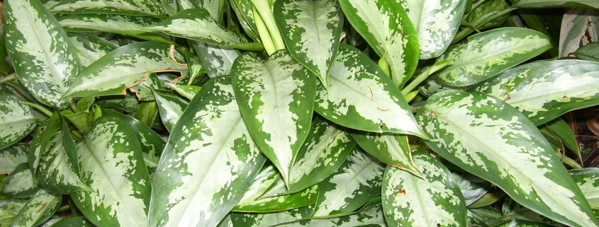 aglaonema-low-light-indoor-plants