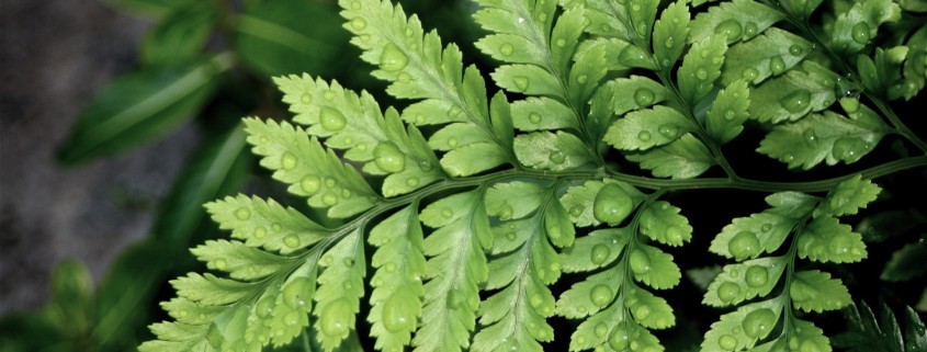 holly-fern-low-light-indoor-plants