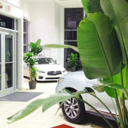 indoor-commercial-landscaping-car-dealer