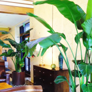 indoor-plant-lobby
