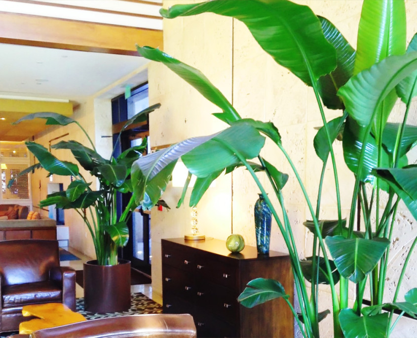 indoor-plant-lobby