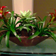 indoor-plants-bromeliad-arrangement