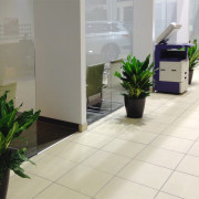 indoor-plants-car-showroom
