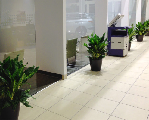 indoor-plants-car-showroom
